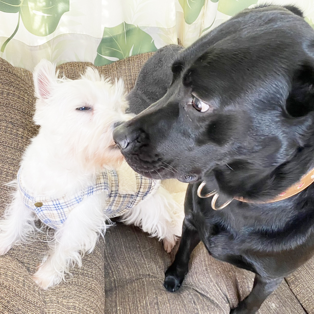 卒業犬ひのでちゃんの近況♪